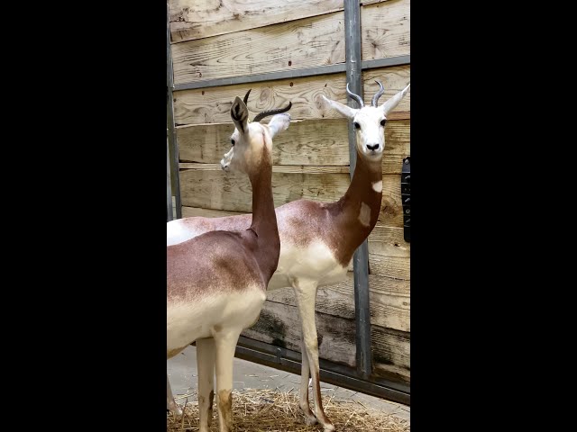 Indy Zoo welcomes gazelle calf