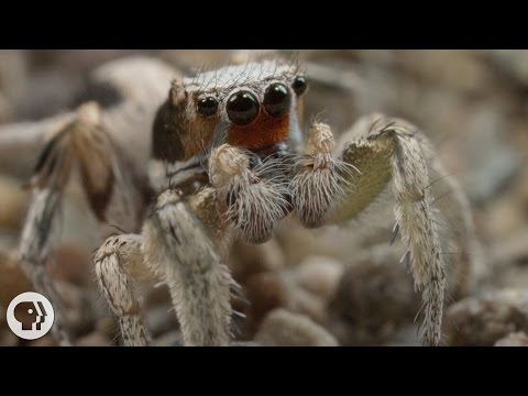 Itsy Bitsy Spiders and More Amazing Arachnids!