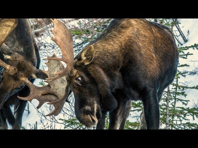 2 Bull Moose Engaging in Some Sparring Tonight
