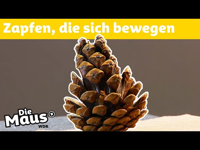 Wie öffnen sich Kiefernzapfen? | DieMaus | WDR