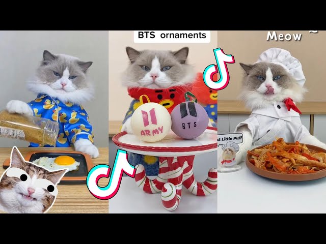 That Little Puff | Cats Make Food 😻 | TikTok Compilation 2023 #2