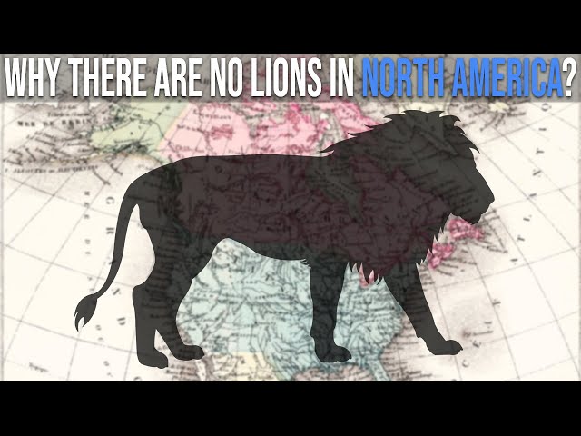 Why There Are No Lions In North America?