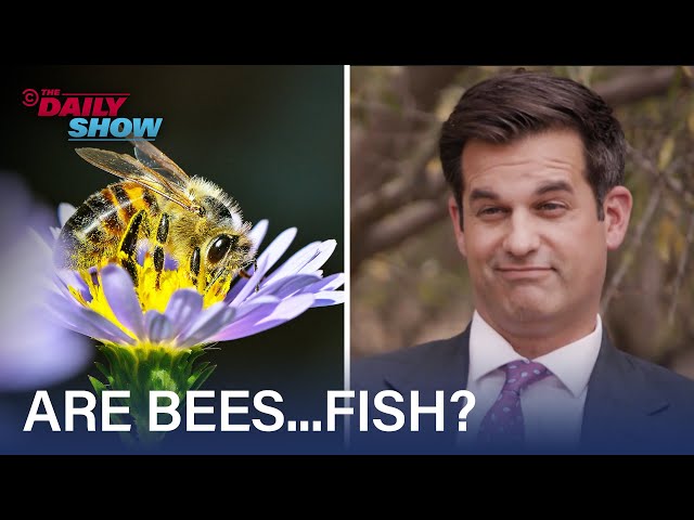 Why Does California Categorize Bees as Fish? Michael Kosta Investigates | The Daily Show