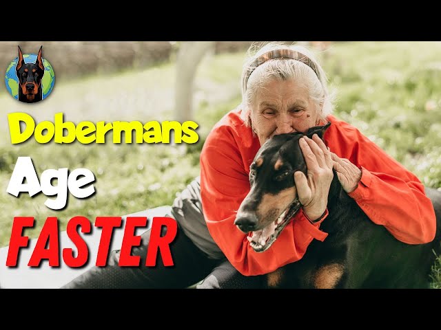 How Quickly a Doberman ACTUALLY Ages—Compared to Other Dogs