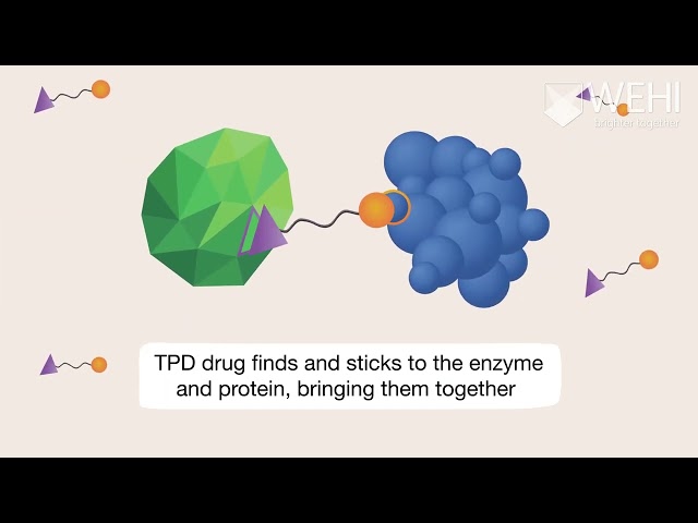 Targeted protein degrader technology | A revolutionary approach to drug development