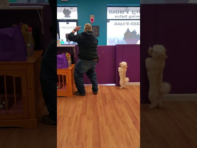 Dog dances to Ice Ice Baby  (check out the video description to learn more😊)