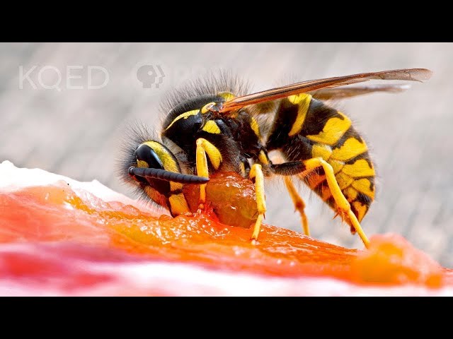 Meet the Meat Bee... the Western Yellowjacket! | Deep Look