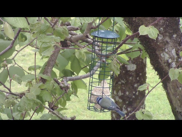 bird feeder live 30/4/24