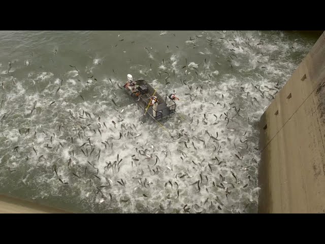 मछली पकड़ने के ये अजीब तरीके हैरान कर देंगे | Unique Fishing Methods