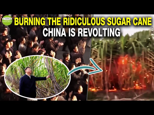 The sugarcane becoming so famous after being touched by Xi! Ridiculous Exhibits: Toilet...seen by Xi