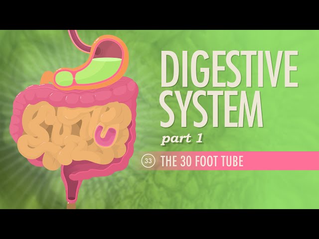 Digestive System, Part 1: Crash Course Anatomy & Physiology #33