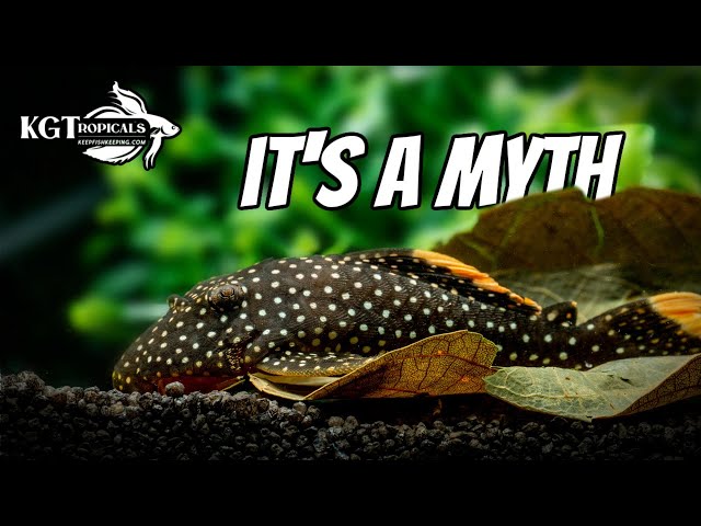 Top 10 Fish Keeping Myths, These Are Lies That Many People Believe