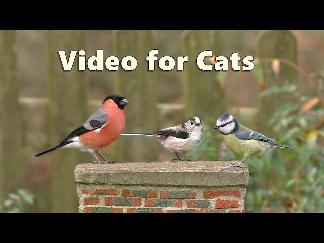 Videos for Cats : Garden Birds Spectacular - NEW 8 Hours