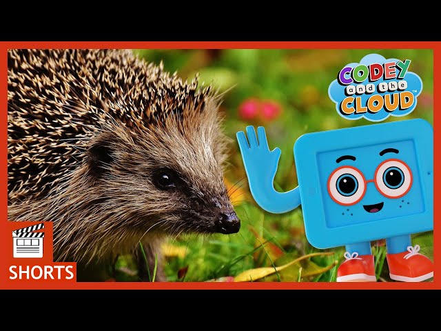 Hedgehog and Baby Animal Facts For Kids | Codey And The Cloud S1 • E2