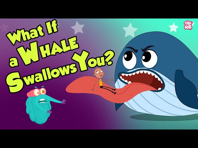 What If A Whale Swallows You? | Swallowed By A Whale | Dr Binocs Show | Peekaboo Kidz