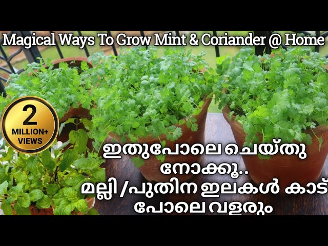 മല്ലി,പുതിന ഇലകൾ ഇനി കടയിൽ നിന്നും വാങ്ങുകയേ വേണ്ട|How To Grow Coriander and Mint Leaves at Home