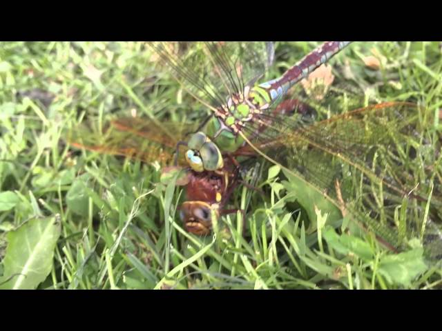 Attack Killer DragonFly - with 'happy end'...