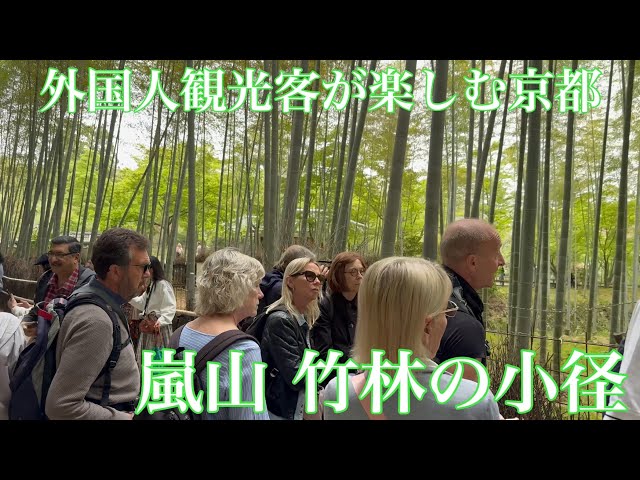 2024年4月18日 外国人観光客が楽しむ京都 嵐山竹林の小径を歩く Walking along the path of Arashiyama Bamboo Forest 【4K】