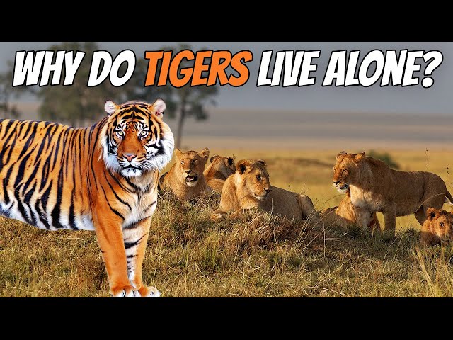 Why TIGERS don't Live in Groups Like LIONS?