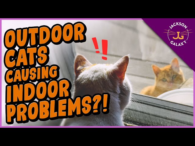 Outdoor Cat Tormenting YOUR Indoor Cat? What You Can Do!