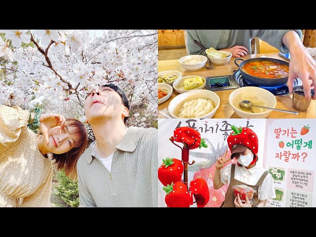 Hoa anh đào nở rồi 🌸 Mùa xuân đầu tiên của Kem và anh bạn trai người Hàn 🇻🇳🇰🇷