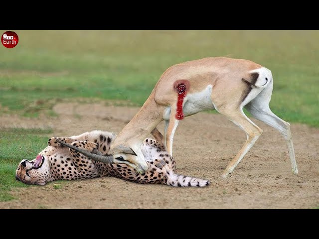 Unlucky! Cheetah Attack Antelope but Fail, Animal Fight