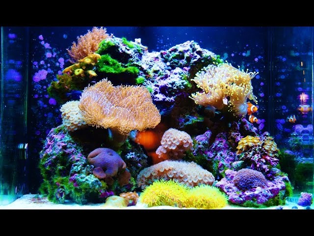 Nuvo 30 Gallon Amazing Aquarium HD