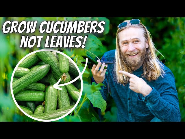 Growing CUCUMBERS Intensively At Home for Maximum Yield and Plant Health | Step-by-Step Guide