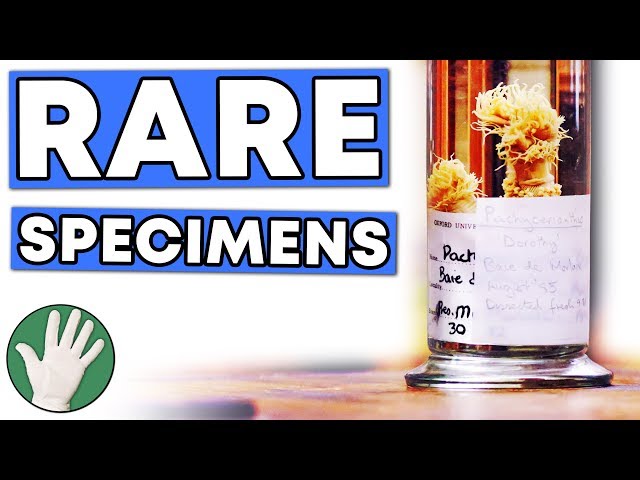 Rare Specimens - Objectivity 136