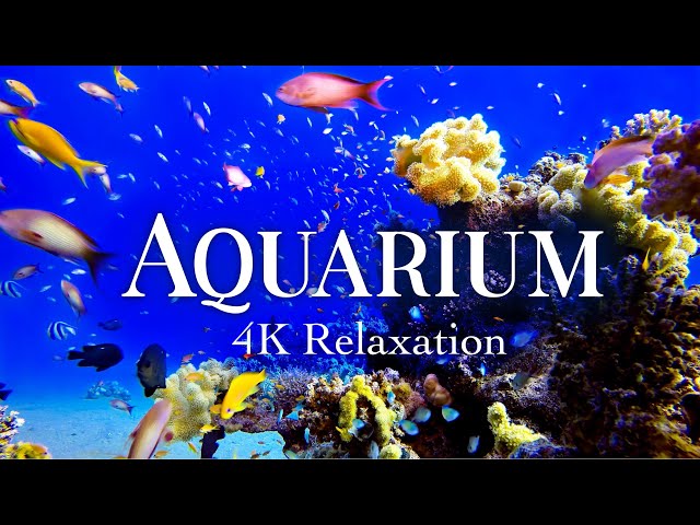 4K Aquarium w/ Calming Meditation Music ~ Tropical Fish Reef Tank & Jellyfish