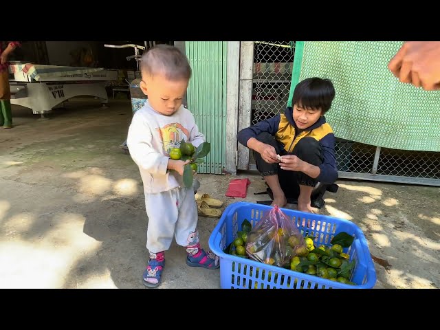 Orphan Boy - Harvesting Tangerines to Sell by Bicycle in Winter , Building Farming #boy #survival