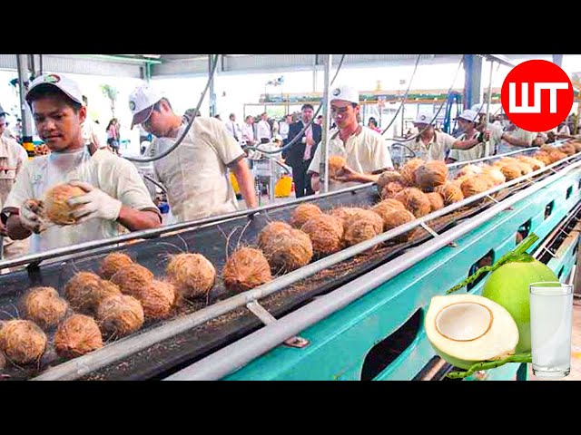 How Coconut Is Processed | Coconut Water, Oil, Cream Making Process In Factory