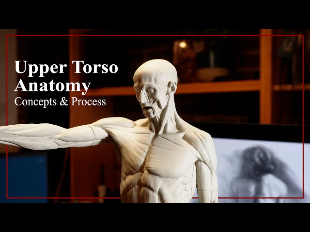 Upper Torso Anatomy demo (with reference)
