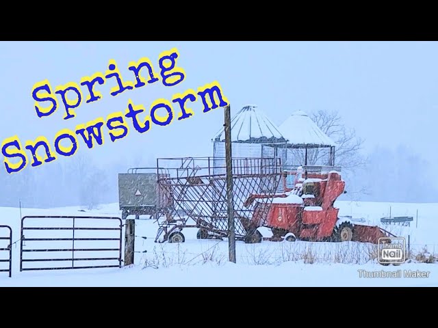 Snowstorm On The Dairy Farm