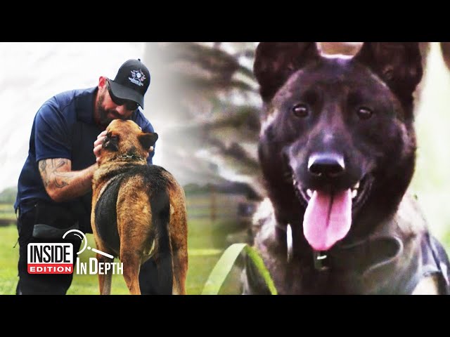 Retired Military Dogs Find New Homes Thanks to This Navy SEAL