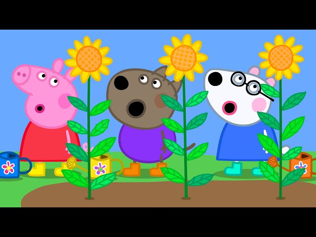 The Very Tall Sunflowers 🌻 | Peppa Pig Official Full Episodes