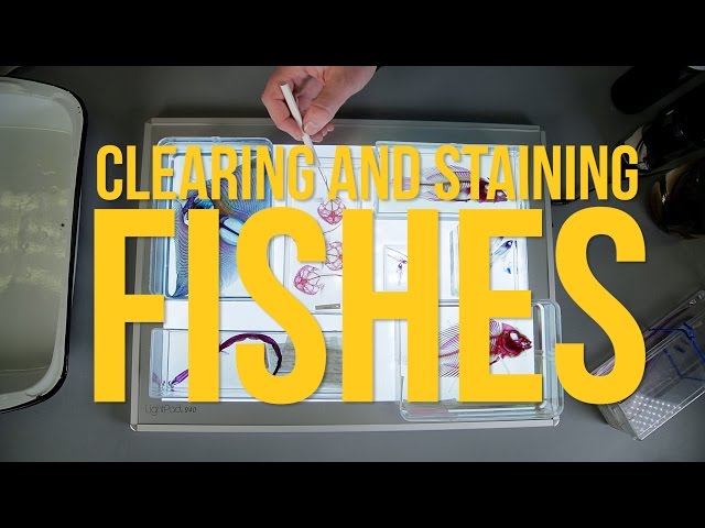 Clearing and Staining Fishes