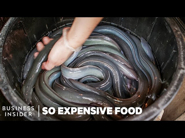 Why 4 Of The World's Priciest Seafoods Are So Expensive | So Expensive Food | Business Insider