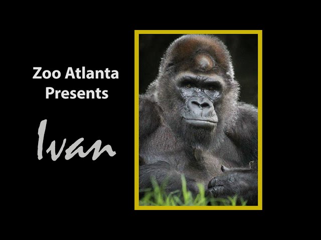 The real-life story of Ivan the gorilla