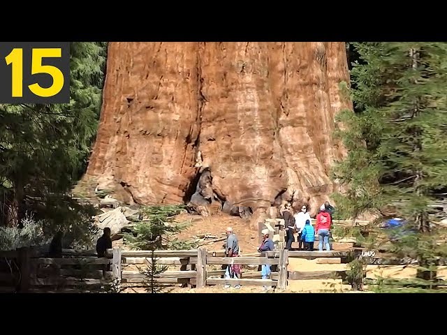 15 BIGGEST Trees in the World