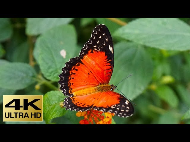 The Best Butterflies & Relaxing Music Video in 4k - 2 hours - Sleep Relax Music UHD TV Screensaver
