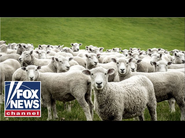 'Tucker Carlson Tonight': You can now rent sheep to mow your lawn