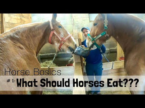 Horse Basics Series