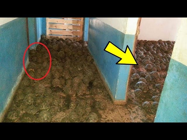 Police Checked a House for Foul Stench But What They Saw was Unexpected