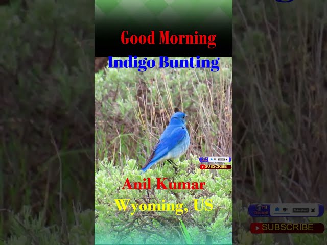Indigo Bunting Blue Bird in Cardinal Family
