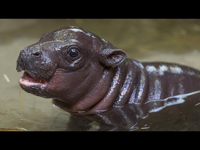 Endangered Pygmy Hippo Born at the San Diego Zoo