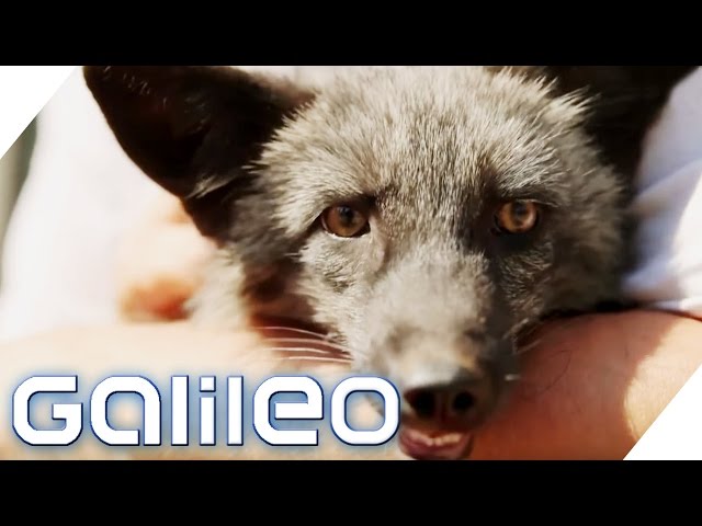 Fuchs als Haustier | Galileo | ProSieben