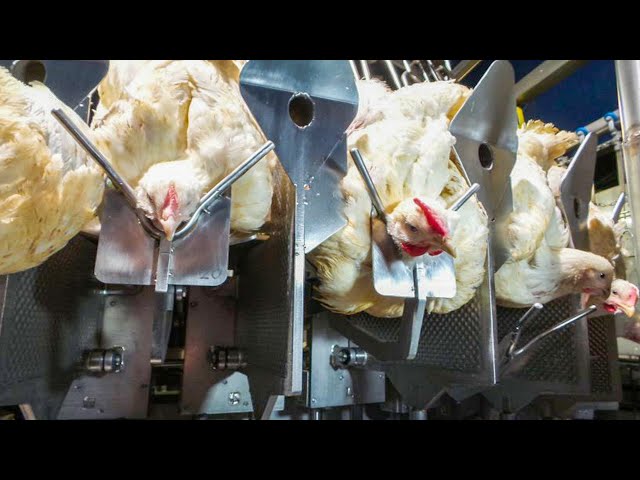 Incredible modern chicken broiler cage farming technology. Amazing chicken slaughter processing line