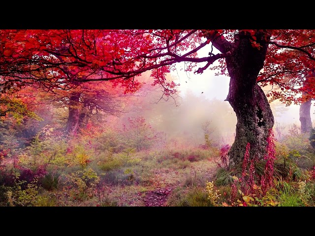 Enchanted Forest with Relaxing music for study work meditation