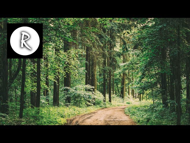 Soothing Rain in Woodland Forest | Meditation, Study, Insomnia, Sleep, Massage, White Noise